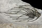 Rare, Spiny Heliopeltis Trilobite - Issoumour, Morocco #166122-3